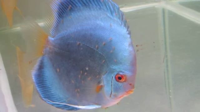 Blue diamond & White diamond discus смотреть онлайн
