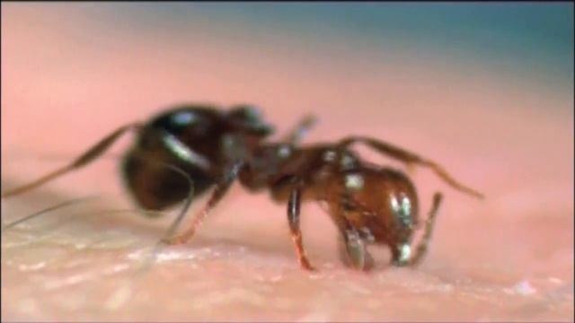 С точки зрения науки - Дело о планете Земля: Мореходы древности / First Marines смотреть онлайн