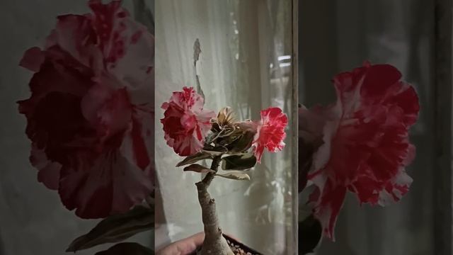 Вариегатный Адениум Pink Moon смотреть онлайн