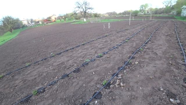 Капельный полив малины.Начало малинового пути. 2021г..