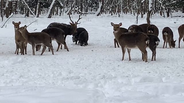 Кабаны атакуют оленей