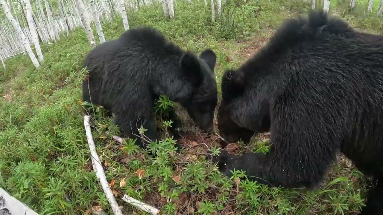 Пока я ем, я глух и нем. Медведь. смотреть онлайн