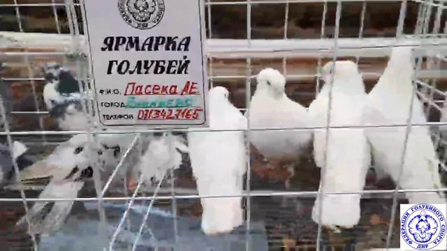 Ярмарка Голубей в г.Енакиево 27.11.21 смотреть онлайн