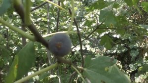 Инжир.  О подкормке фосфорными удобрениями. 23