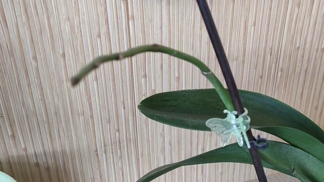 Обрезаю цветонос у орхидеи после цветения смотреть онлайн