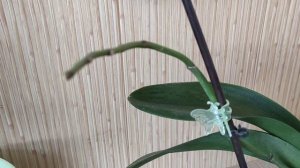 Обрезаю цветонос у орхидеи после цветения