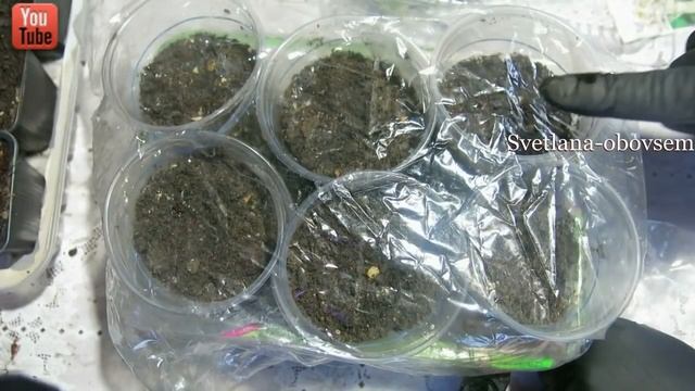 ПОСЕВ СЕМЯН ОГУРЦОВ НА РАССАДУ.СУПЕР ПРОСТОЙ СПОСОБ.ЧЕМ ОБЕЗЗАРАЗИТЬ СЕМЕНА.СРОКИ ПОСЕВА.ПОДКОРМКА смотреть онлайн