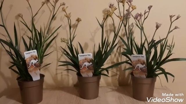 Анигозантус /Кенгурово цвете/ смотреть онлайн