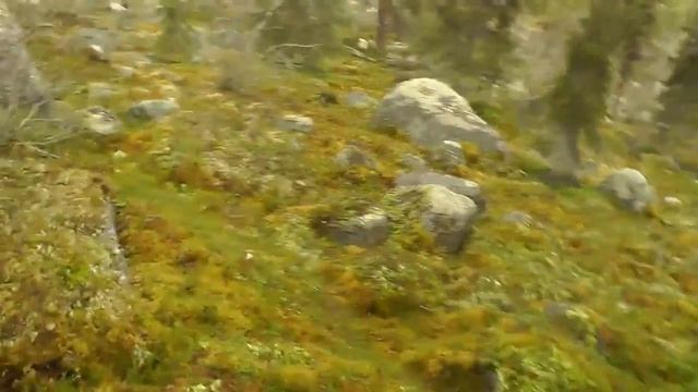 Norrbottenspets 2013