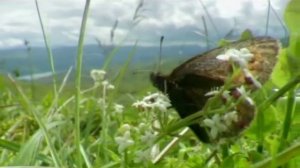 жизнь бабочки для детей