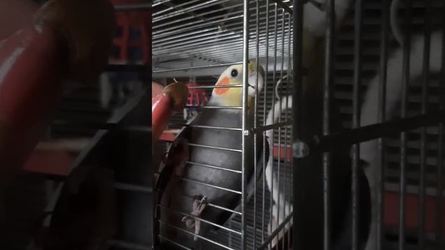 Попугай забавно причмокивает смотреть онлайн