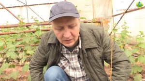 ТРИПС НА ОГУРЦАХ. КАК БОРОТЬСЯ С ТРИПСАМИ?