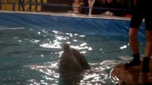 Московский дельфинарий.