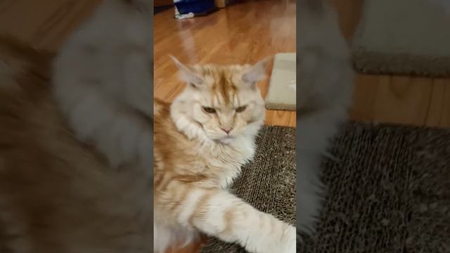 ? #мейнкуны #коты #грустно #истории #игры #истори смотреть онлайн