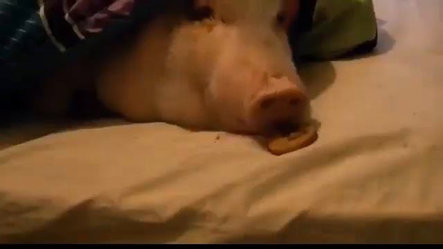 TOP 10. CLIP-SENSE OF HUMOR (ТОП 10.КЛИП-ЧУВСТВО ЮМОРА) смотреть онлайн