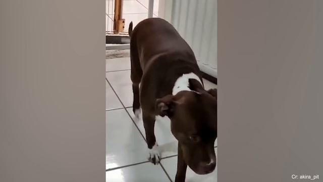 Proof That PitBulls Are Big Babies🐶