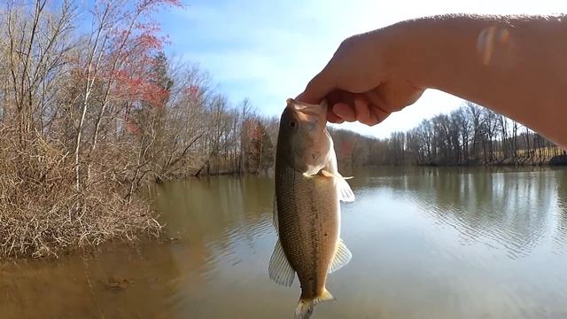 Gulp Minnow vs Jerkbait - Which Fishing Lure Catches More Bass? смотреть онлайн
