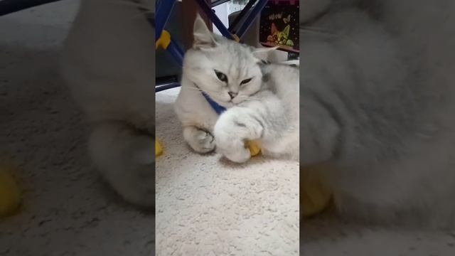 как кот грустит ( смотреть онлайн