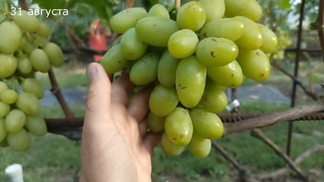 Серьёзный крупноплодный виноград" Василиса -2" (Калугин В. М.) смотреть онлайн