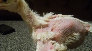 Почему цыплята клюют друг друга