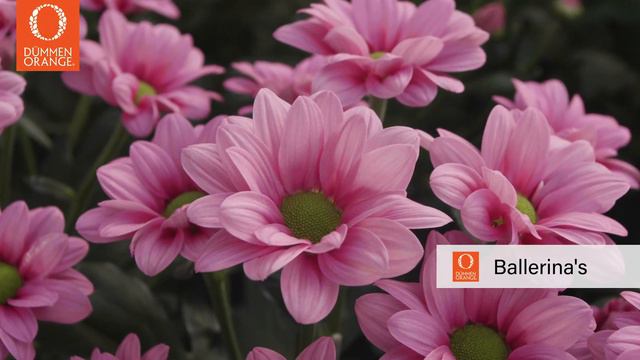 Dümmen Orange Cut Chrysanthemum Trials 2021 смотреть онлайн