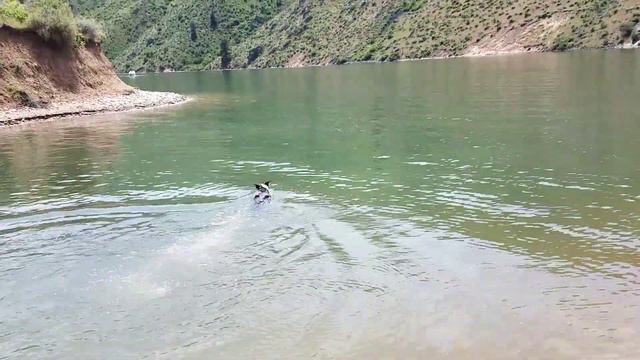 Graceful pitbull does a swan dive смотреть онлайн