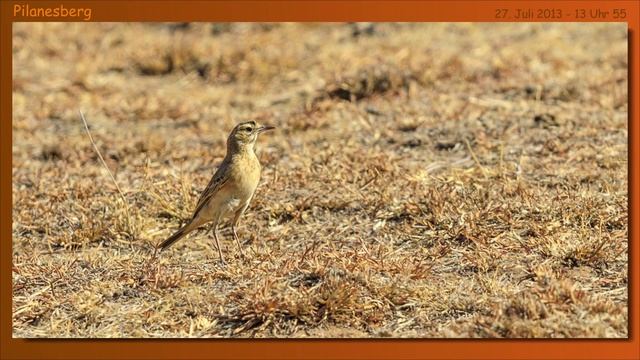 Pilanesberg National Park, South Africa