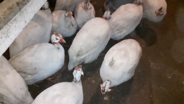 Цесарки,ещё один способ определения молодых особей 6,5месяцев.Девочек выявить легко смотреть онлайн