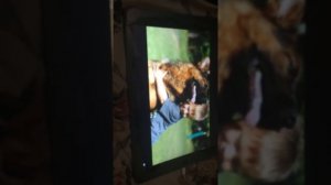 Ризеншнауцер против немецкой овчарки кто сильнее