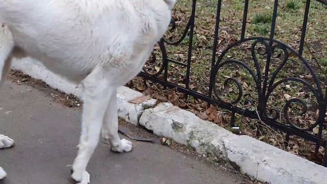 Алабай Вулкан .Прогулка по Одессе. Первый раз в городе. Линия Кёр Гаплана. смотреть онлайн