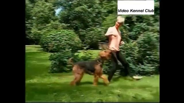 ЭРДЕЛЬТЕРЬЕР