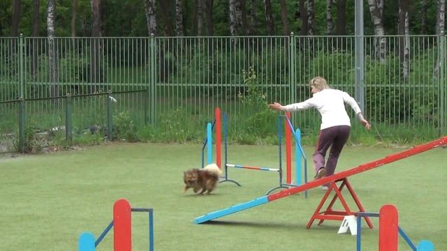 Аджилити, Профи. Шинкаревич Любовь и шпиц Сима смотреть онлайн