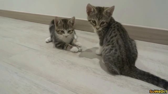 WHAT THE CATZ!!! - 5 (Ball of Steal) смотреть онлайн