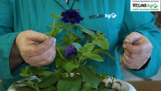 Как продлить цветение петунии. Что необходимо для появления новых цветов петунии. смотреть онлайн