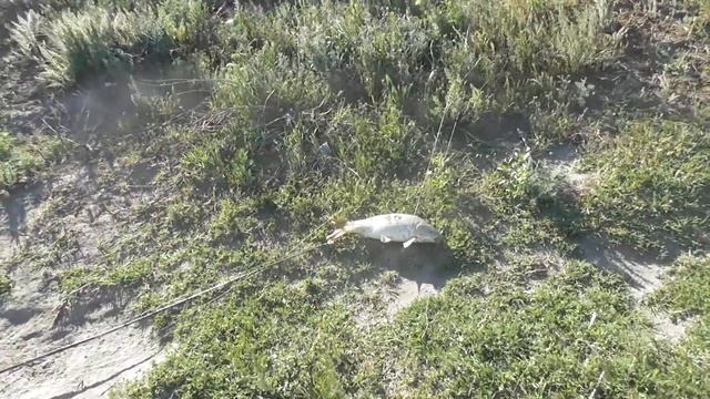 Рыбалка в Дагестане средний канал смотреть онлайн