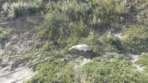 Рыбалка в Дагестане средний канал