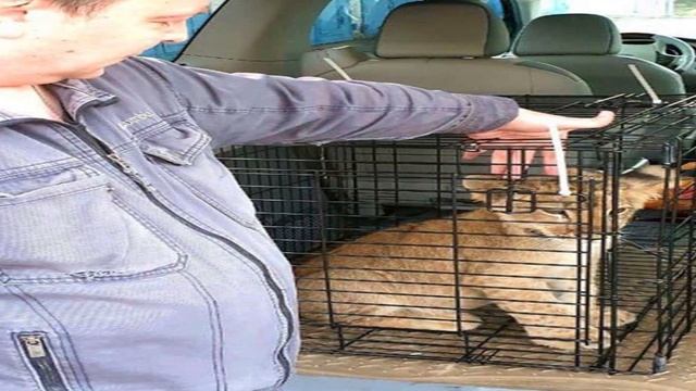 В Москве нашли львёнка в гараже, его содержали в ужасных условиях, он не видел белого света смотреть онлайн