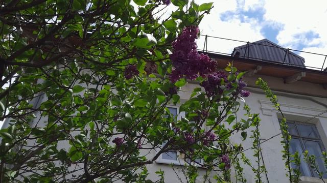 РАДОНИЦА смотреть онлайн