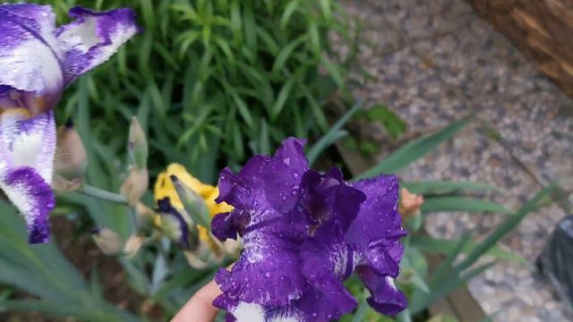 Ирисы. Природа самый лучший художник. Летние зарисовки. Цветение с 6 по 20 июня. смотреть онлайн