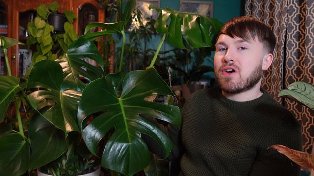 Monstera Deliciosa Origins, Plant Care & Propagation (with 3 propagation methods) смотреть онлайн