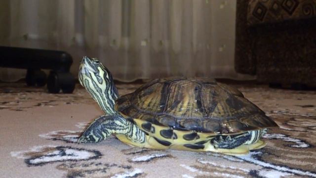 Желтоухая черепаха Бакс. Овруч. Turtle Dollar. смотреть онлайн