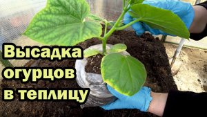 Посадка рассады огурцов в теплицу