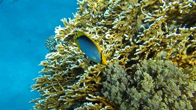 Обитатели Красного моря.Черноспинная рыба-бабочка на рифе отеля Hilton Marsa Alam Nubian. Abu Dabba смотреть онлайн