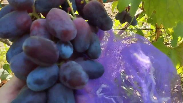 Виноград Мария через несколько лет появилась 24 августа 2024. Виноградник Щереденкова В. А.mp4 смотреть онлайн