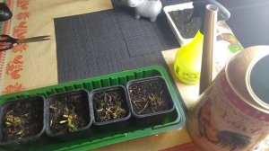 Выгонка земляники садовой Кабрило в домашних условиях зимой часть -1 // Ягодная Империя Анастасии