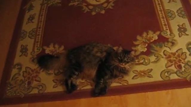 Кот, лежать! смотреть онлайн