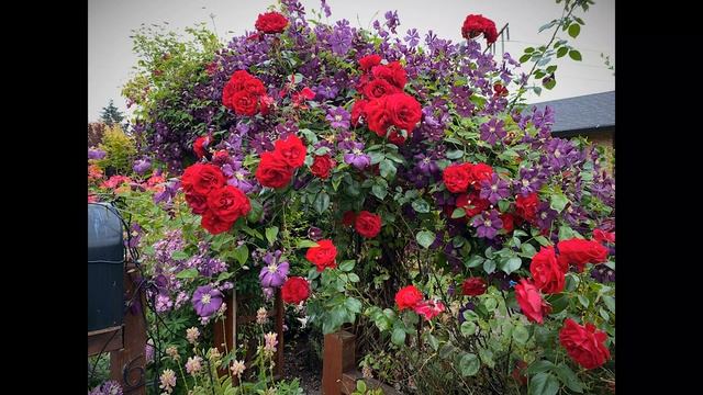 Roses in the 2022 Garden - David Austin, Climbers & Old Roses смотреть онлайн