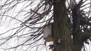 Какой скворечник выбирает скворец? Правильный скворечник:) Which birdhouse did the starlings choose
