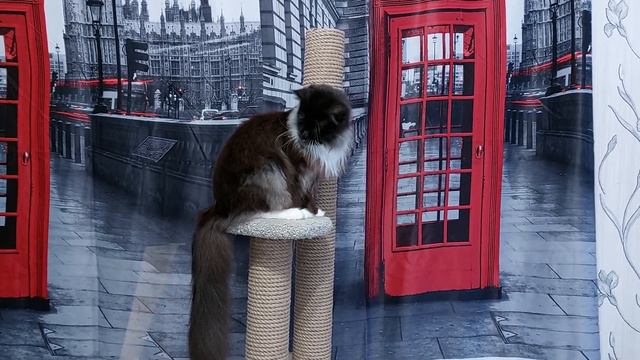 Ласкуша и обнимашка Маги мейнкун смотреть онлайн