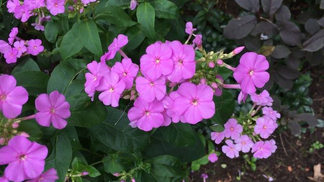 Phlox Flowering Plant смотреть онлайн
